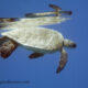Черепахи Красного моря